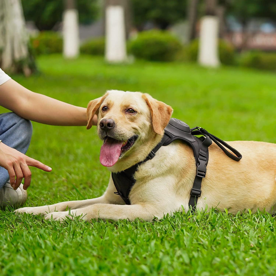 Smart Dog Harness w/ Auto Leash