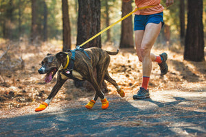 Smart Dog Harness w/ Auto Leash