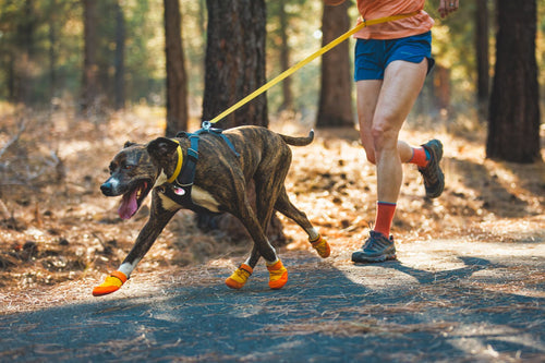 Smart Dog Harness w/ Auto Leash