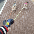 LED Dual Dog Leash – Tangle-Free & Reflective